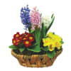 Three hyacinths composition Online