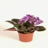 violet plant Online