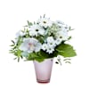 White Caress Online