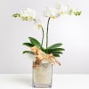 White Orchid in Vase with Flax Online