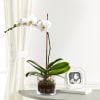 White Orchid Planter Online