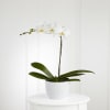 White Orchid Planter Online