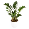 Zamioculcas Online