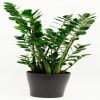 Zamioculcas Online