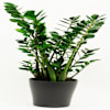 Zamioculcas Online