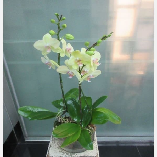 3 Stems Orchid Plant