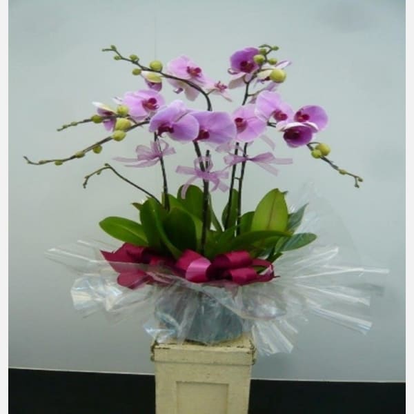 5 Stems Orchid Plant