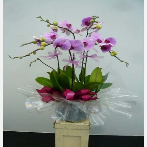 5 Stems Orchid Plant