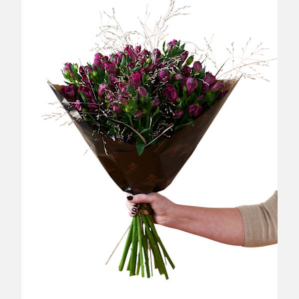 Amazing Alstromeria Purple 240527