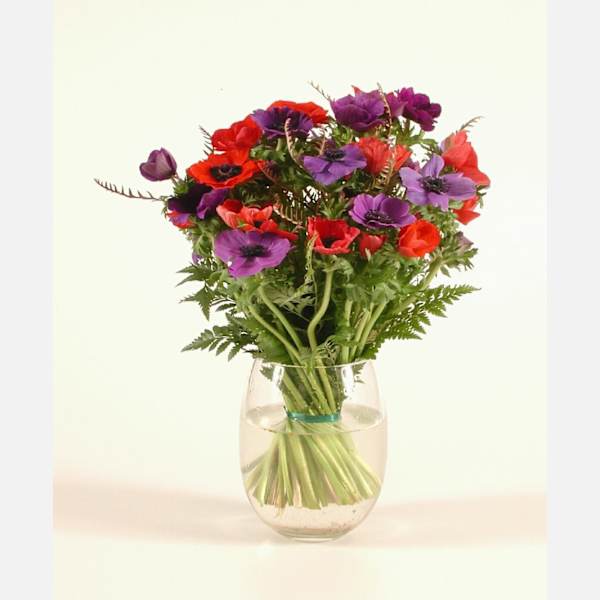 Anemone coronarias bouq