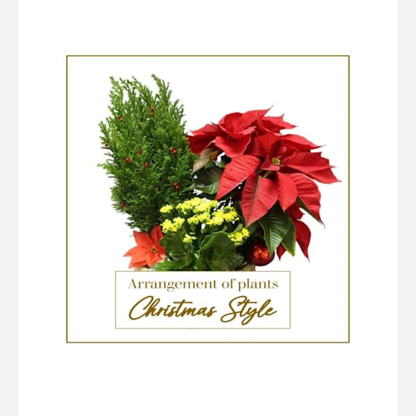 Arrangement of plants - Christmas Style