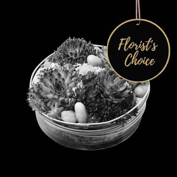 Arrangement of Plants - Florist’s Choice