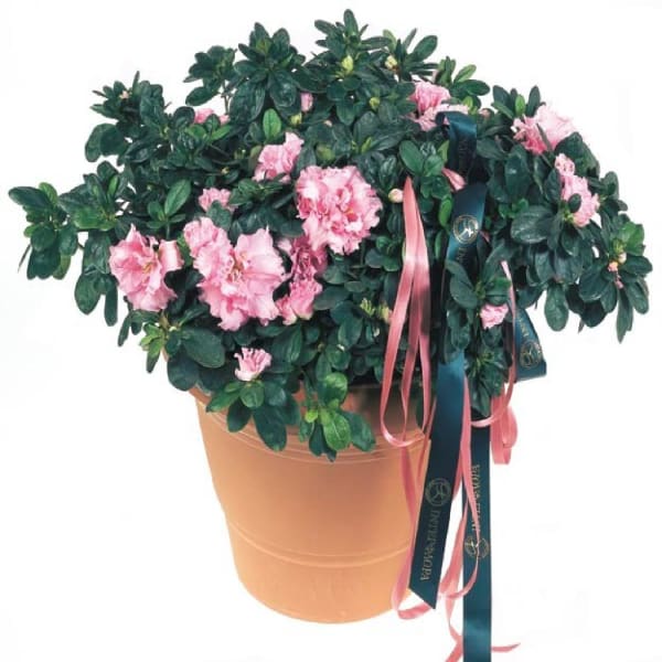 Azalea Plant