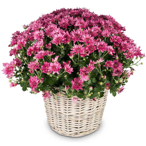 Chrysanthemum Hope pink, for the cemetery