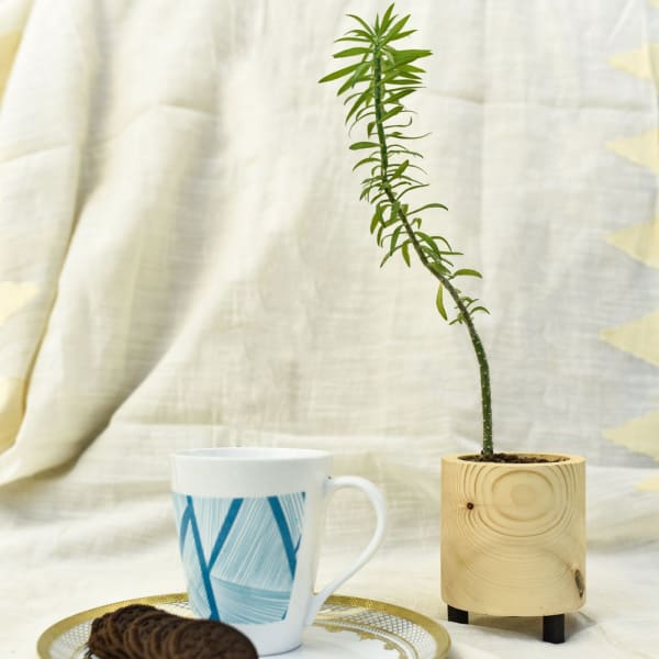 Circular Planter - Pine Wood