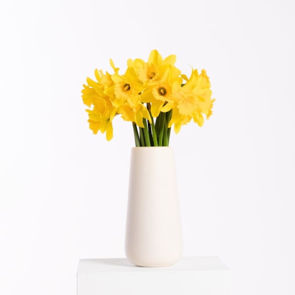 Daffodils