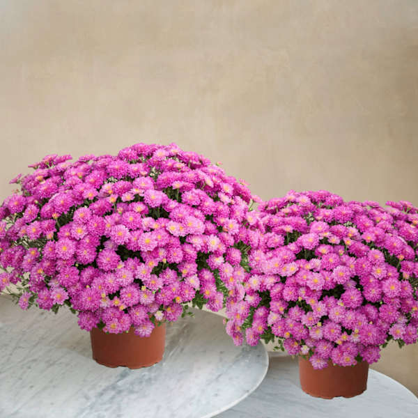 Duo de chrysanthemes roses
