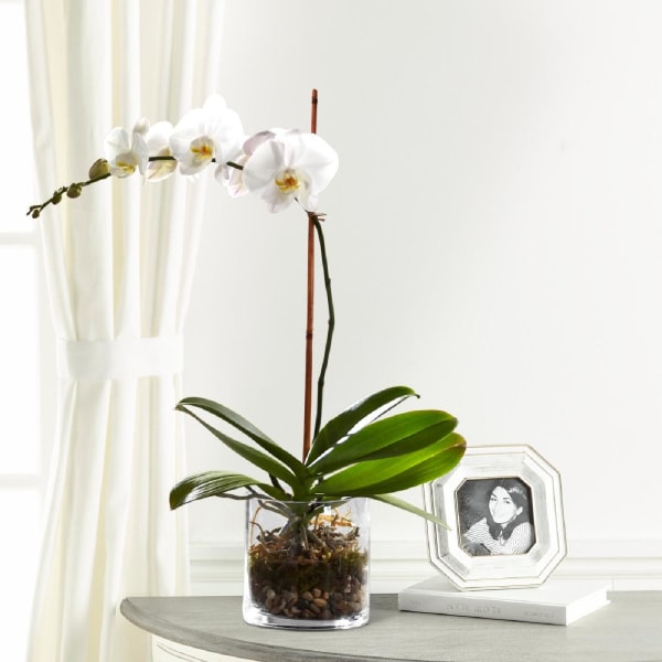 FTD White Orchid Planter