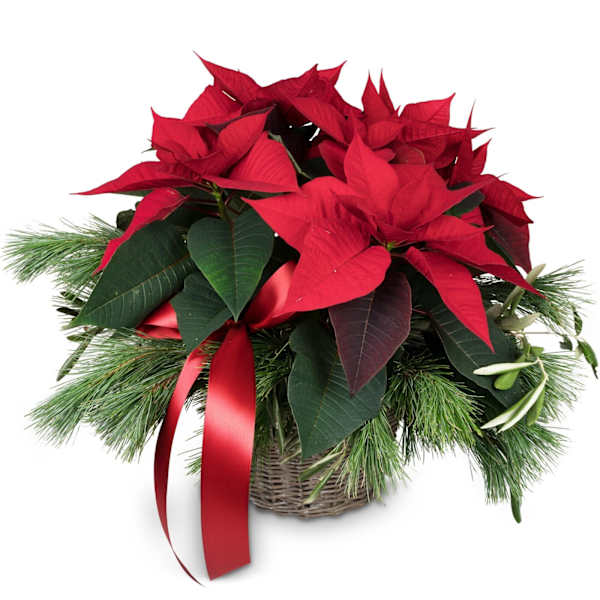 Indoor plant Christmas Dream poinsettia