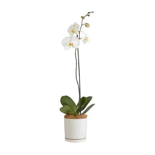 Moth Orchid