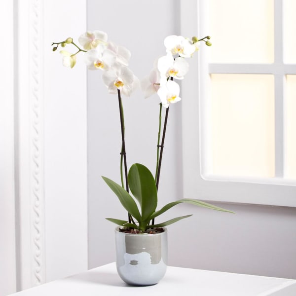 Orchid Plant