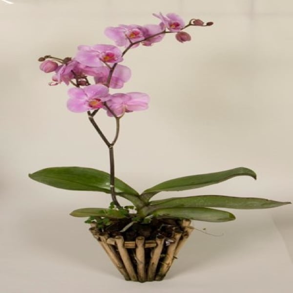 Orchid plant