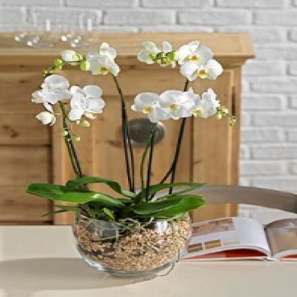 Orchid plant