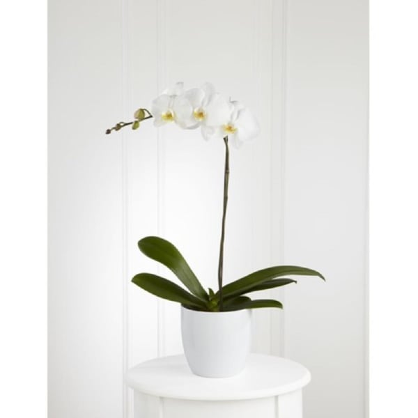 Orchid Plant