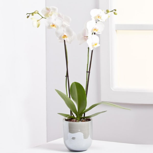 Orchid Plant