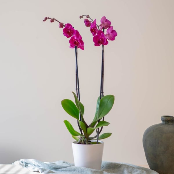 Orchid Plant