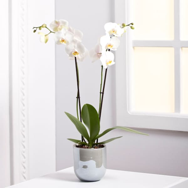 Orchid Plant