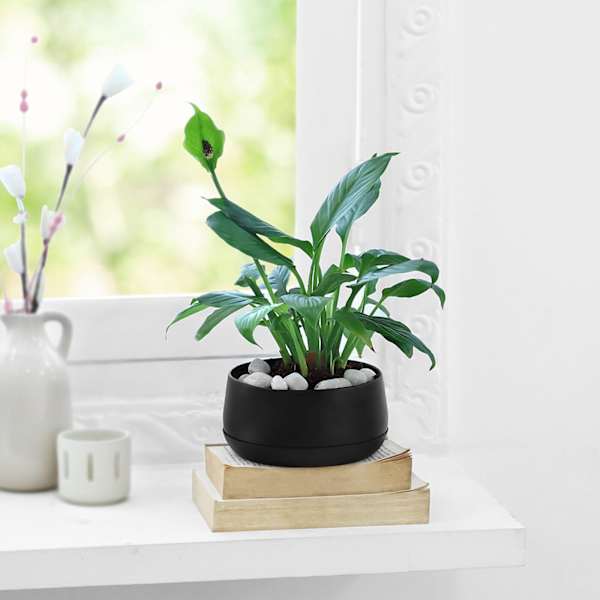 Peaceful Greens
