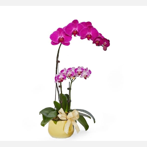 Phalaenopsis