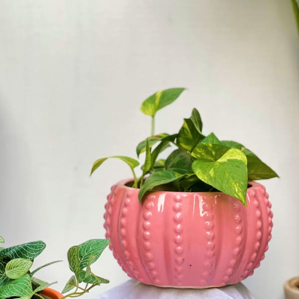 Planter - Round - Glossy Design - Single Piece