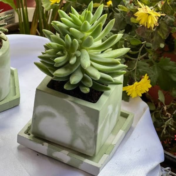 Planter - Sage Green - Square - Cement - Single Piece