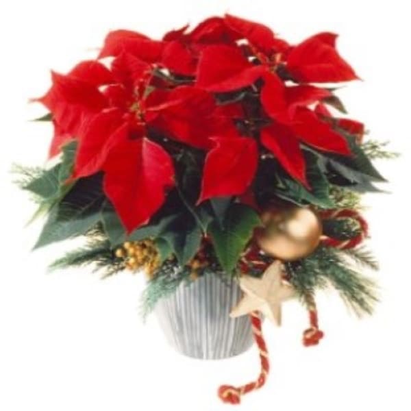 Poinsettia