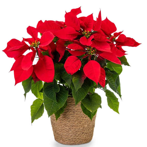 Poinsettia