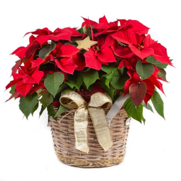 Poinsettia