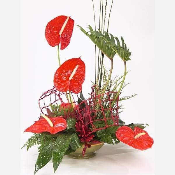 Red Anthurium ARR