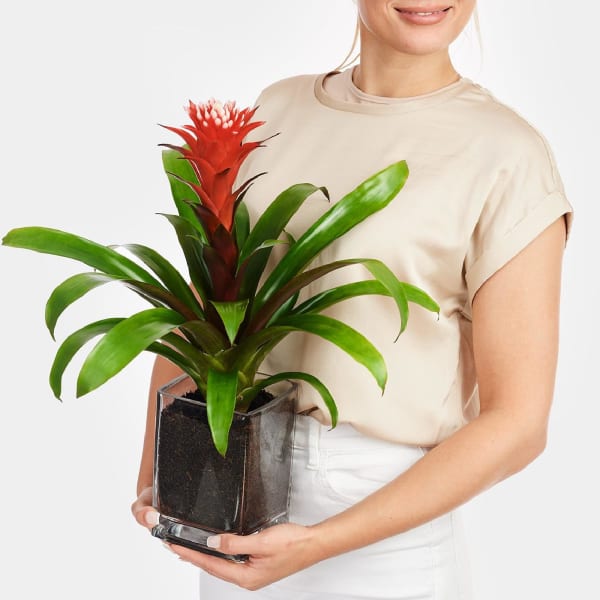 Red Guzmania in Vase