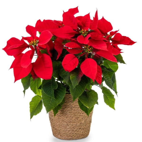 Red Poinsettia