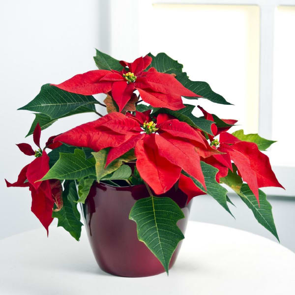 Red Poinsettia