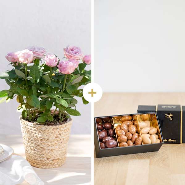 Rosier et ses chocolats - Rose plant and chocolates