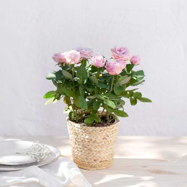 Rosier - Rosebush