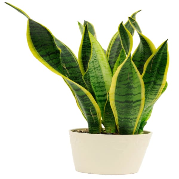 Sansevieria