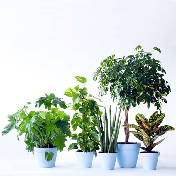 Single plant  florist's choice