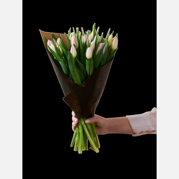 Soft Pink Tulips 240122