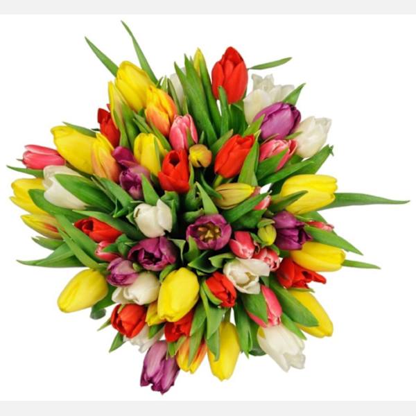 Tulipa