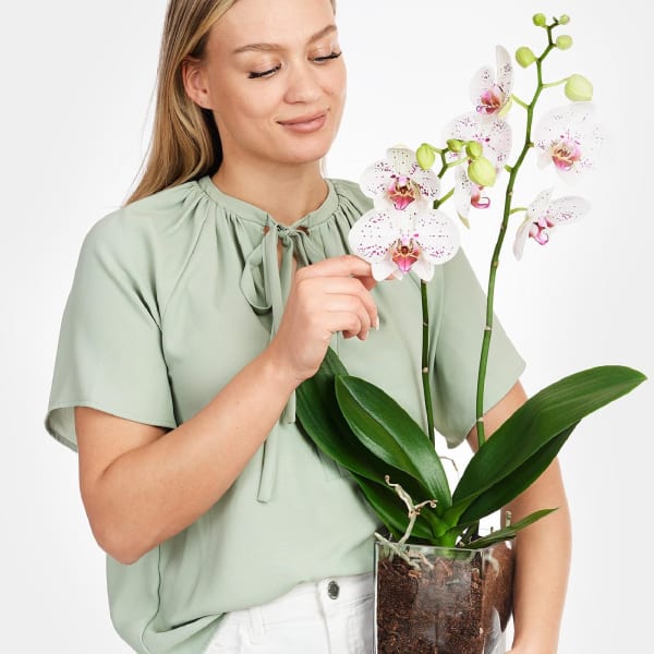 White-Pink Orchid in Vase