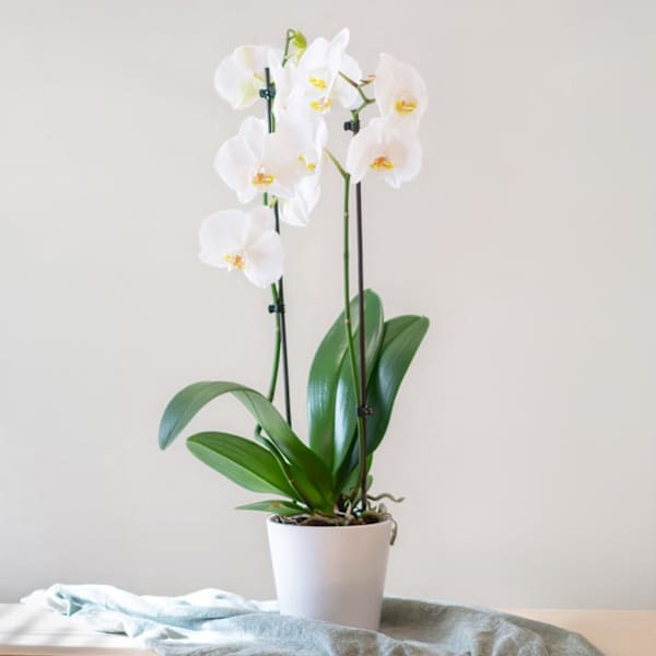 White Premium Orchid